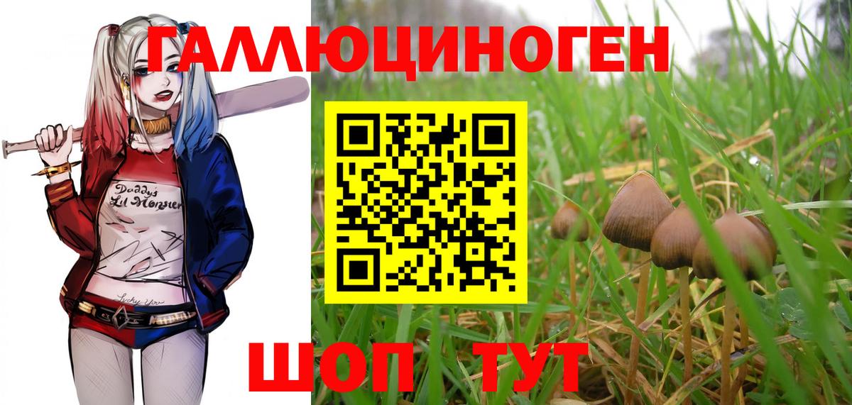 Галлюциногенные грибы Psilocybe Новосибирск